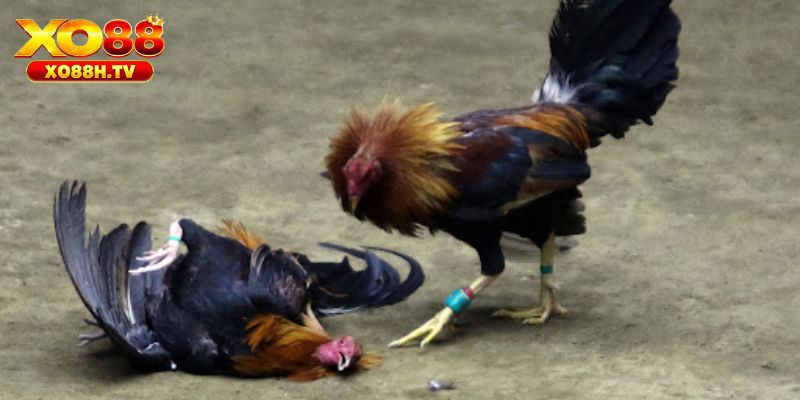 Cách nhận biết gà linh kê