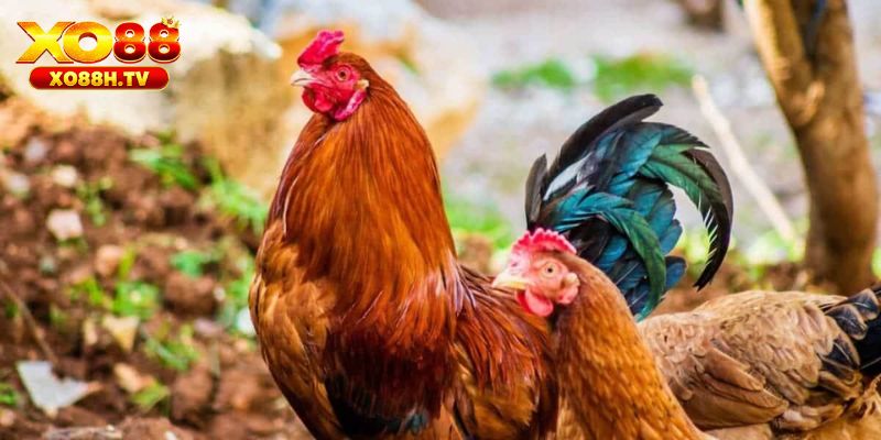 Cách chữa bệnh hen ở gà