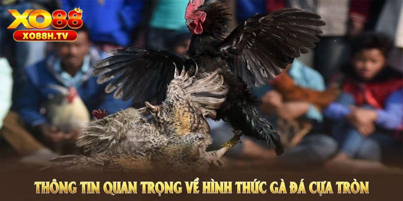 Đá Gà Cựa Tròn - Siêu Phẩm Cá Cược Tại Đấu Trường Kê Xo88 1 Giới thiệu khái niệm đá gà cựa tròn