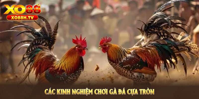 Đá Gà Cựa Tròn - Siêu Phẩm Cá Cược Tại Đấu Trường Kê Xo88 3 Hướng dẫn cách tham gia đá gà cựa tròn tại xo88