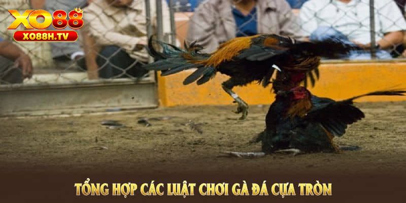 Đá Gà Cựa Tròn - Siêu Phẩm Cá Cược Tại Đấu Trường Kê Xo88 2 Những lợi ích khi tham gia đá gà cựa tròn tại xo88