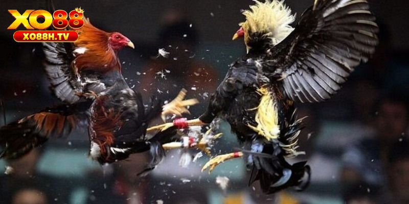 Lưu ý khi áp dụng cách ép cân đá gà