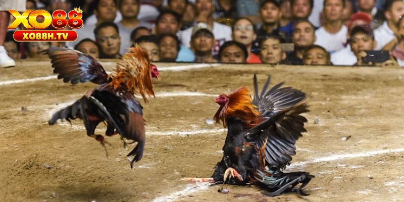 Cách ép cân đá gà khoa học từ chuyên gia