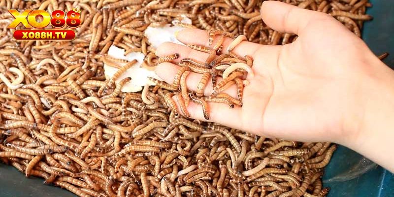 Côn trùng, động vật sống